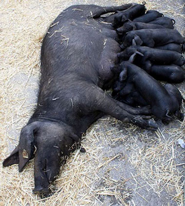 Чёрные иберийские свиньи